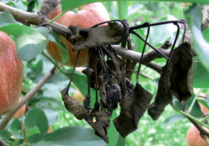 В останні роки почастішали випадки захворювання плодових дерев. Але успішному вирощуванню їх, одержанню стабільних урожаїв високоякісних плодів перешкоджають різні хвороби.