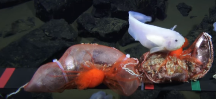 Японські вчені вперши зняли на відео морського слимака – рибу, яка живе на глибині 8,1 тисяч метрів і глибше.