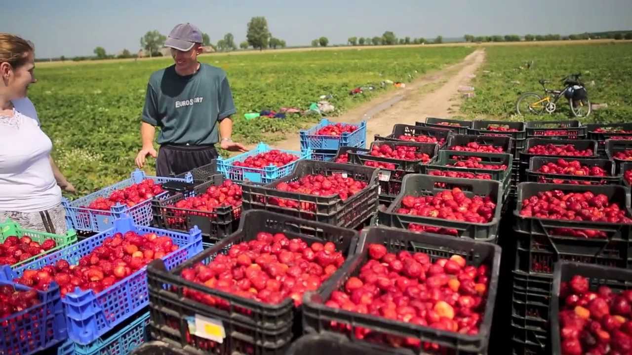 Закарпатцы на заработках: в какие страны ехать, сколько зарабатывают и обратную сторону медали