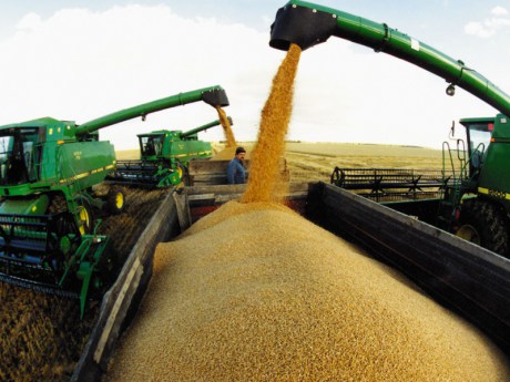 За даними Управління статистики, сільськогосподарськими підприємствами Закарпаття намолочено 61,3 тис.т зерна, що склало 125,7% до минулорічного показника.