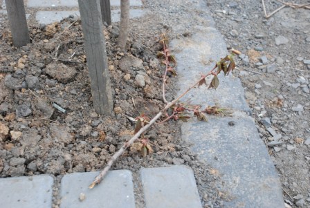 В марте в Иршаве провели посадку молодых деревьев. Полсотни саженцев японской вишни высадили на центральных дорогах города.
