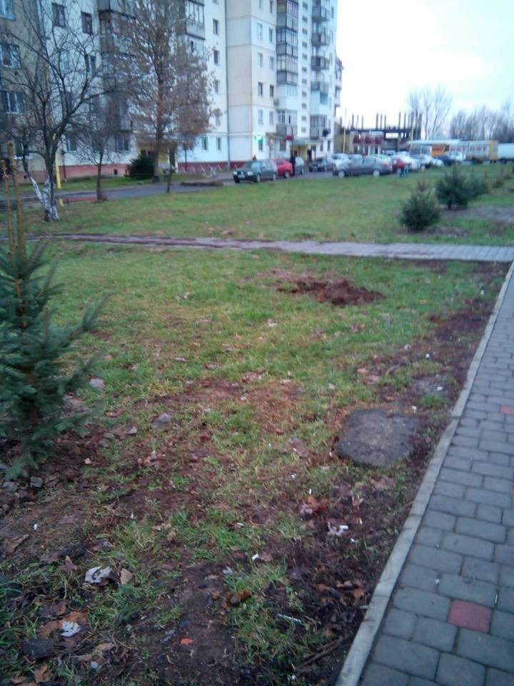 Дерева два тижні тому висадили на вулиці Перемоги.