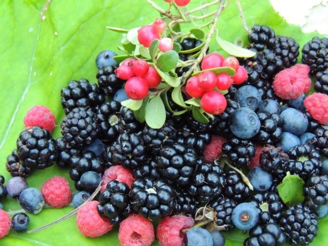 Украина обеспечивает 25% восточноевропейского производства мягких ягод (земляника, смородина, малина и т. п) и 10% - твердых ягод (вишня, черешня). 