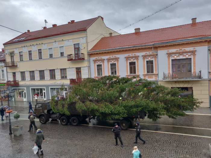 До Ужгорода з поліцією та сиренами доставили головну новорічну ялинку (ВІДЕО)