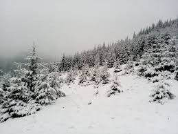Сегодня, 20 января, по всей Закарпатью утром ожидается сильный снег, днем и вечером умеренный мокрый снег.