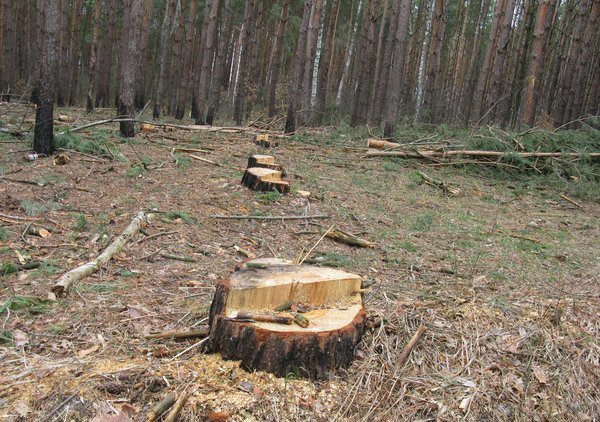 Незаконні рубки лісу завжди були проблемним питанням. За останні роки це питання дедалі загострюється.

