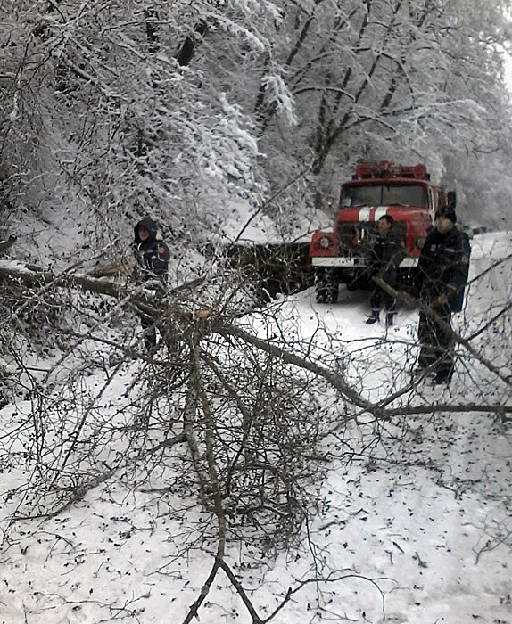 Движение по дороге Перечин-Свалява перекрыло дерево