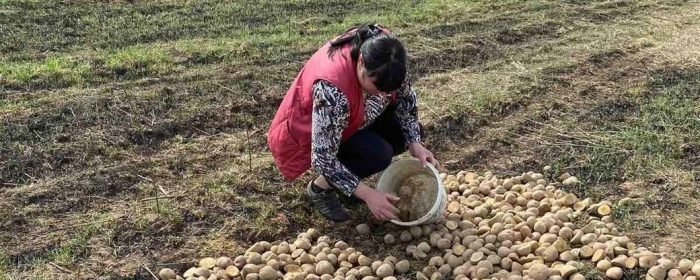 В Дубриницко-Малоберезнянском поселке Ужгородского района внутренне перемещенные лица вместе с местными жителями посадили первую картошку. 