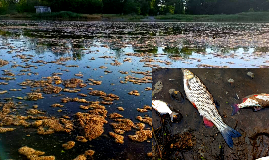 У річці Одра, яка протікає територіями Польщі, Німеччини та Чехії, виявили ознаки забруднення води, що призвело до масової загибелі риби – на думку польських риболовів, це екологічна катастрофа.