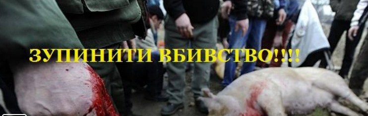 Активисты написали письмо Президенту, Премьеру, Генпрокурору и другим должностным лицам с просьбой запретить фестиваль мясников в селе Геча на Закарпатье.