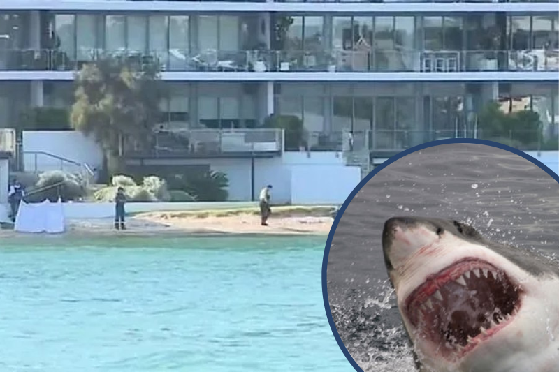 Запливла в річку та напала: в Австралії акула вбила дівчинку-підлітка (ФОТО)