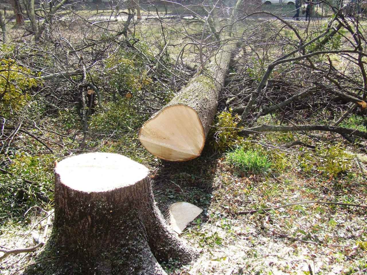 Верховская Рада приняла в первом чтении законопроект No 3805, который предусматривает внесение изменений в Кодекс об административных правонарушениях и усиление ответственности за вырубку деревьев в населенных пунктах.