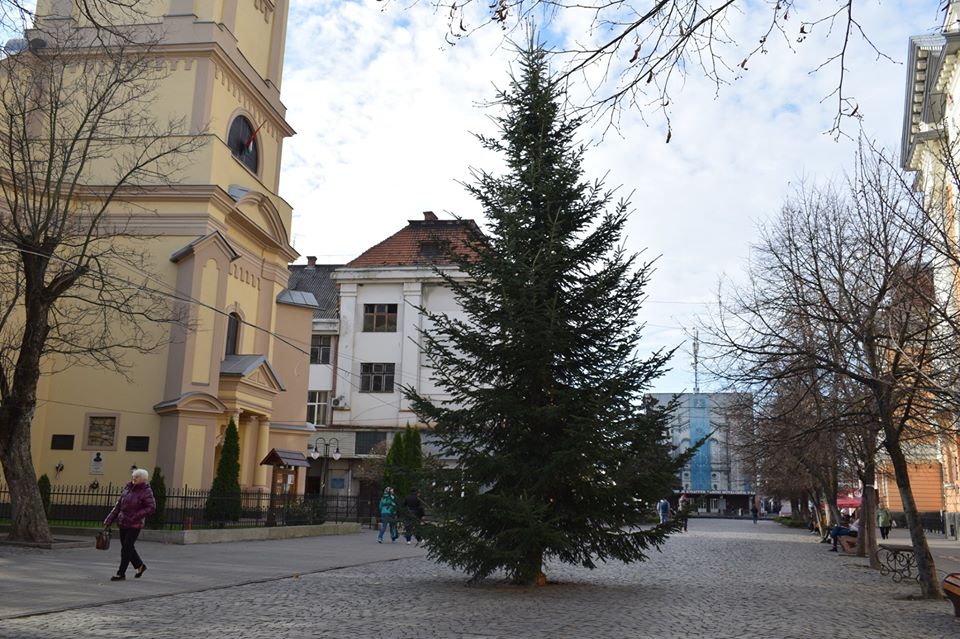 Святкове деревце подарував містянам мешканець міста Берегова Іштван Попович, а з організацією доставки допоміг приватний підприємець Іштван Лендєл.