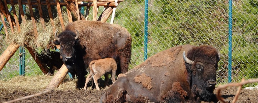В екопарке родился теленок бизона.