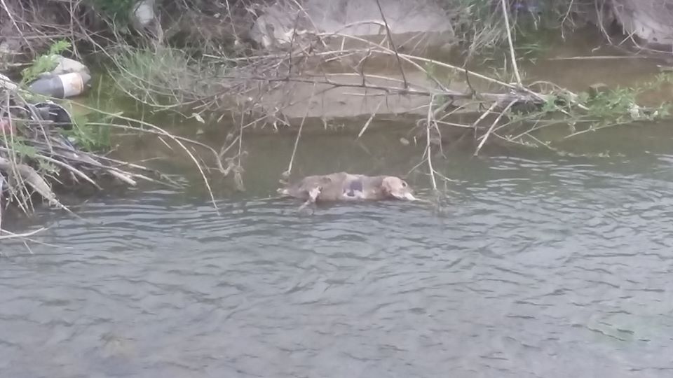 В селе Порошково в реке обнаружили мертвое тело домашней свиньи.
