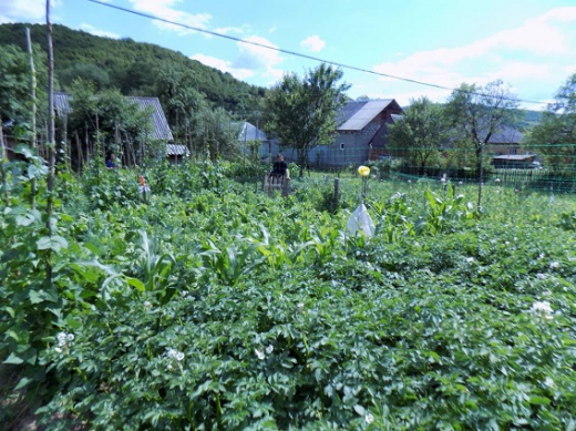 Випадки незаконного вирощування наркотичних рослин зафіксовано на Ужгородщині, Перечинщині та Свалявщині. За даними фактами розпочато кримінальні провадження.
