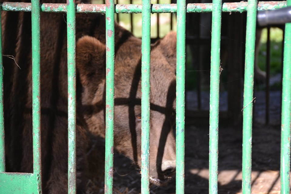 1 жовтня до Реабілітаційного центру бурих ведмедів національного природного парку «Синевир» доправлено 2 нових клишоногих. Досі вони утримувалися у приватної особи на Київщині.