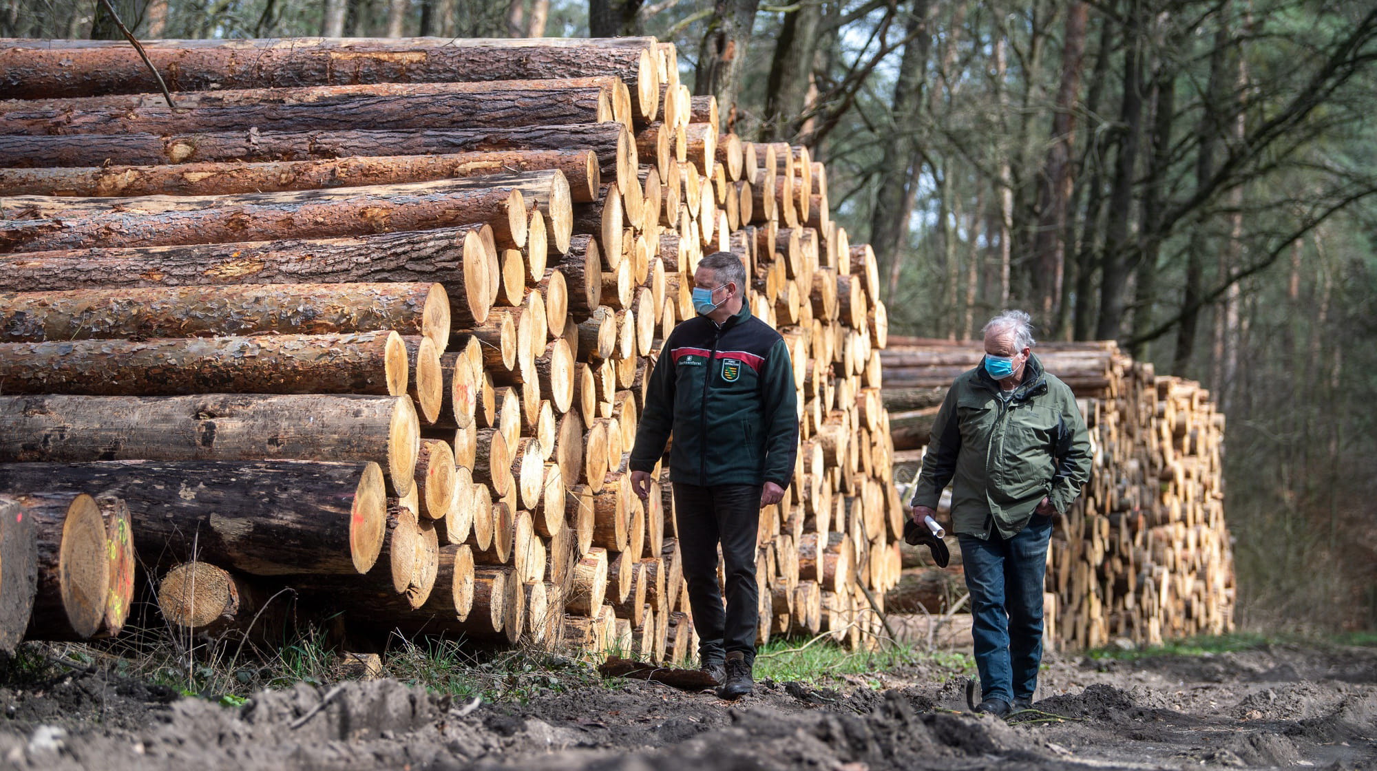 Будет ли Украина отменить мораторий на экспорт древесины? Первый шаг к этому уже сделан: соответствующий законопроект опубликован на сайте Минэкономики.