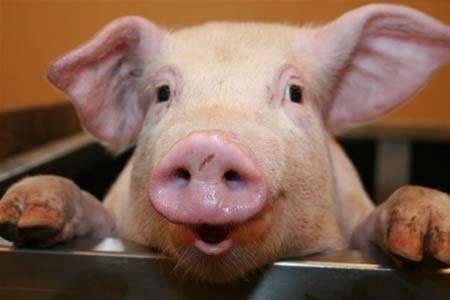 В разведении свиней хозяева начали переходить на более современные методы оплодотворения