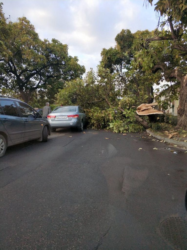 В Ужгороді дерево впало на автомобільну дорогу.