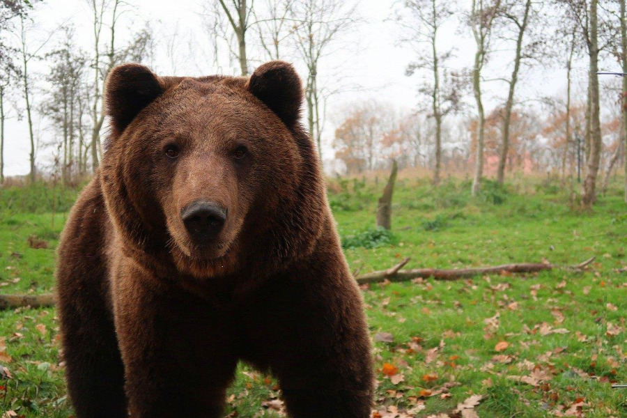 Це вже четвертий  нинішнього року випадок нападу звіра на людину в популярному туристичному краї “Прагова”.