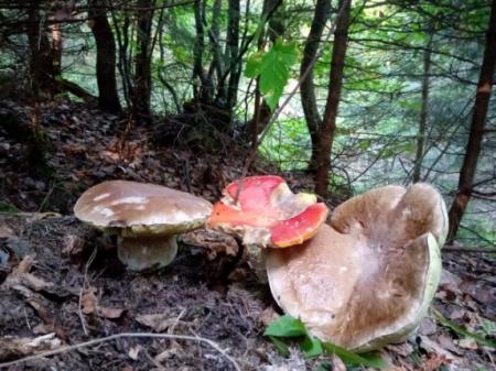 Любителі «тихого полювання» розповідають, що у лісових масивах району побільшало грибів.