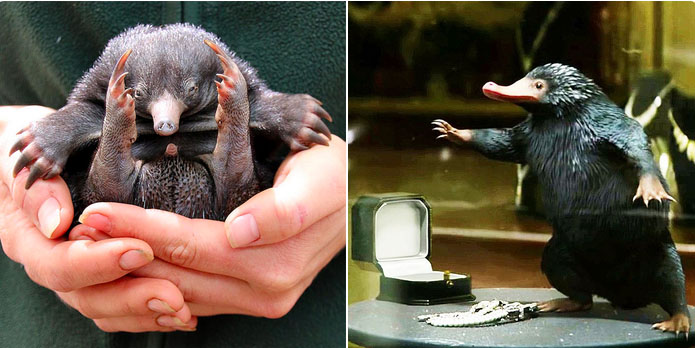 В сиднейском зоопарке Таронга впервые за 29 лет родился детеныш редкой австралийской ехидны.