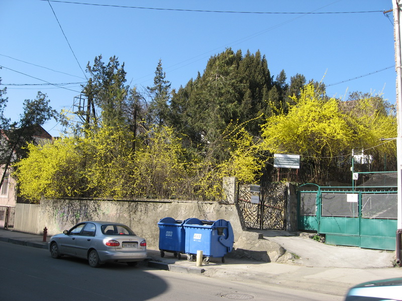Областной центр накрыло желтое чудо весны – зацвели кусты форзиции, более известные как золотой дождик.