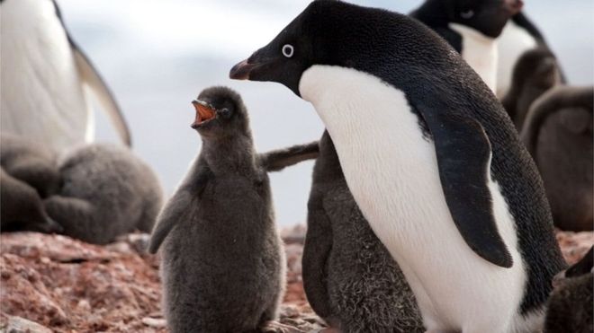 У колонії пінгвінів на сході Антарктики загинули від голоду всі пташенята, окрім двох.
