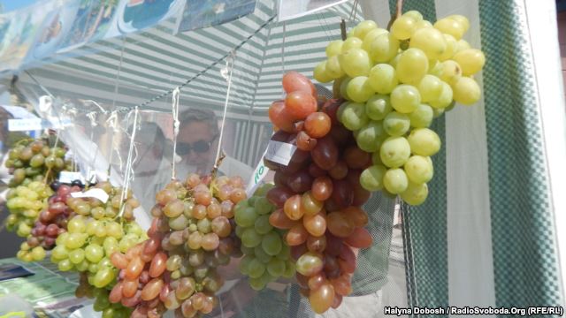 Виноградарі з різних областей України зібралися на два дні в Івано-Франківську на другий фестиваль «Свято винограду і вина». 
