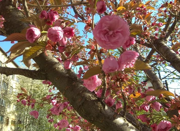 Сьогодні однією з туристичних принад Закарпаття позиціонують цвіт сакур в Ужгороді, Мукачеві, Хусті. Зараз і Рахів теж можна сміло додати в перелік квітучих перлин Закарпаття.
