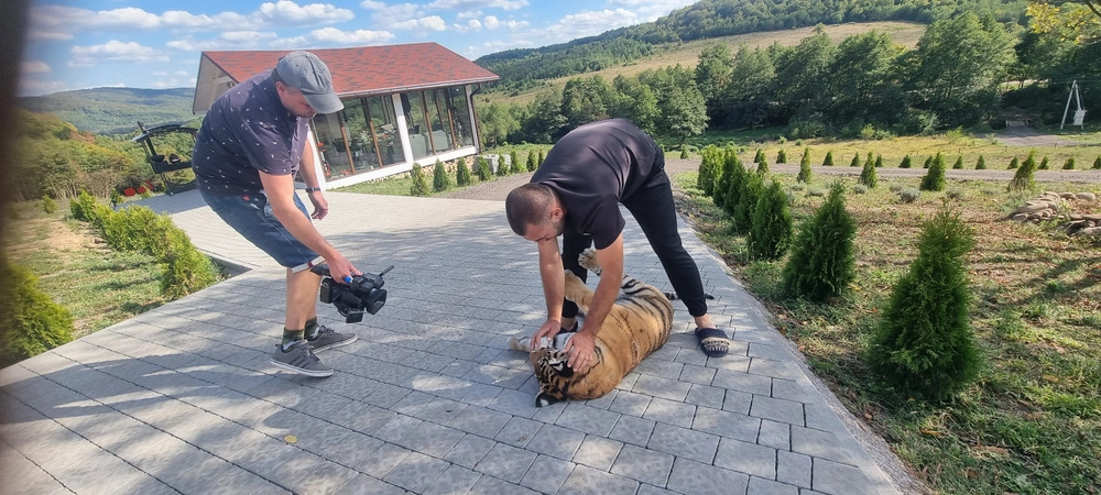 Тигр, якого шукали у горах Словаччини, мешкає в будинку на Закарпатті і не втікав.