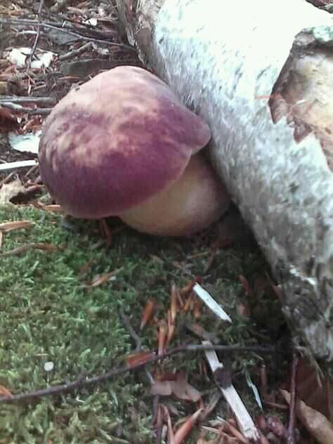 Фотографии найденных грибов жители Родникицы выложить в социальные сети.
