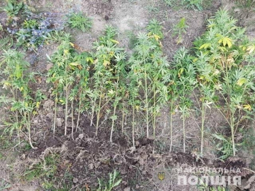 Житель міста Берегово незаконно вирощував у полі за містом 17 рослин коноплі. За цим заняттям його затримала поліція. Розпочато розслідування.