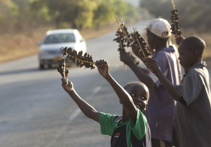 Діти з селища Чиджа в Зімбабве ночами полюють на польових мишей, яких потім смажать і продають водіям на дорозі в сусідню Південно-Африканську Республіку.


