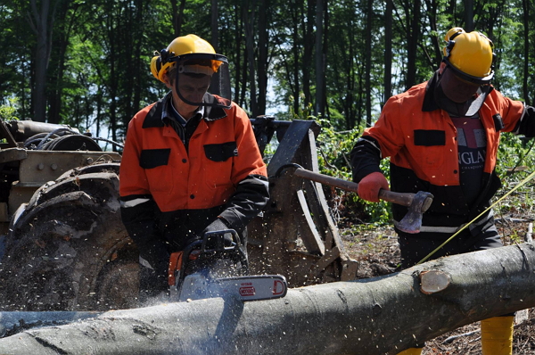 В підпорядкуванні ЗОУЛМГ 12 лісогосподарських, 5 лісомисливських, 2 лісодослідні господарства, ДП «Закарпатліссервіс» та НПП «Зачарований край», на яких працює понад 3 тис. штатних працівників.