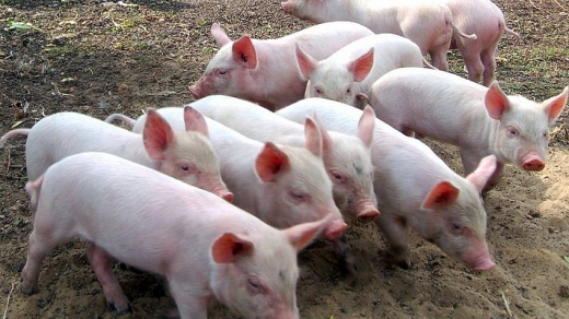 Фахівці ветеринарної медицини зареєстрували черговий випадок небезпечного вірусного захворювання тварин - африканської чуми свиней (АЧС) в Закарпатській області.
