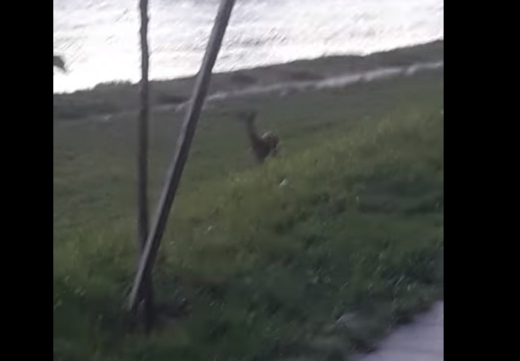 В соцсетях ужгородцы делятся видео, как по городу гуляет маленький олененок