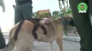 У Бразилії собака вигодувала капуцинову мавпу, втративши власних цуценят.