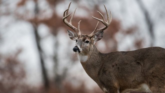 В американському штаті Арканзас олень вбив мисливця, який поранив його з рушниці.

