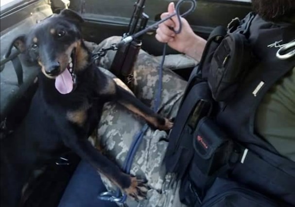До військових 128-ї бригади прибилася мисливська собака, яку назвали Делі.