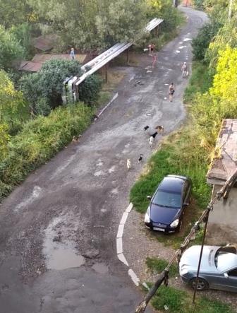 У Виноградові місцевих мешканців тероризують безпритульні собаки