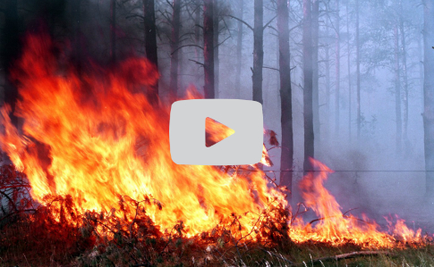 Фахівці ДСНС опублікували відеоролик, на якому вогонь охоплює екосистеми області.