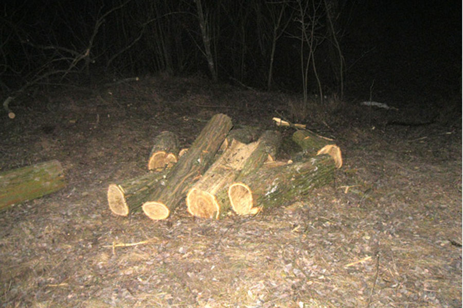 Чиновник, что сам должен бороться с лесогубами, нанес государству убытков на 195 тысяч гривен.