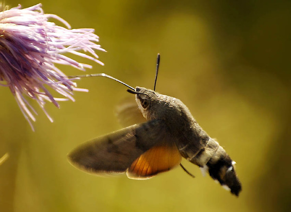 Интересную бабочку из семейства бразниковых заметили в деревне Пудерово Ужгородской области.