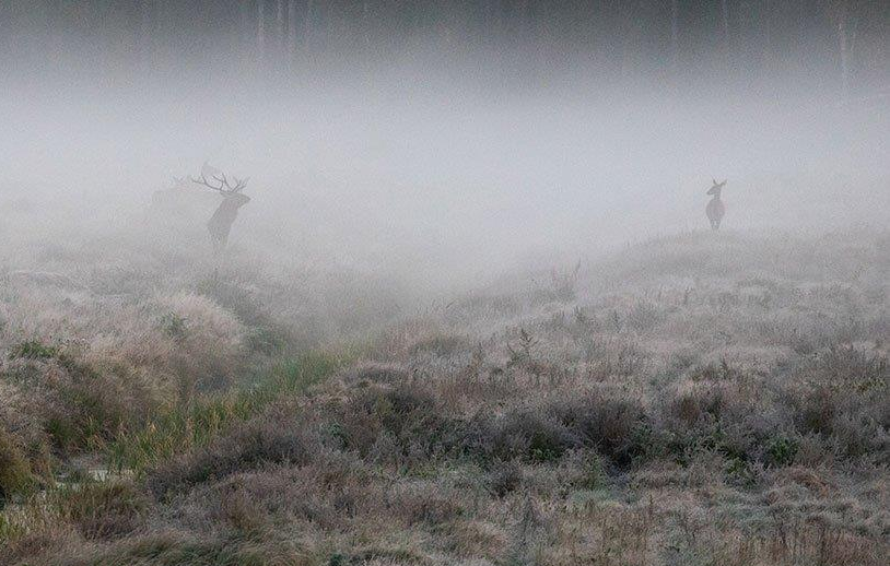 Державна лісова охорона Брустурянського лісомисливгоспу запрошує охочих послухати шлюбний рев оленів.

