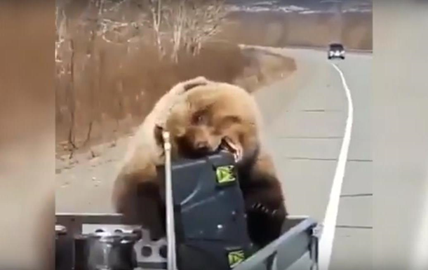 На Камчатці великий ведмідь обікрав автомобіль мисливців. Інцидент зняли на відео очевидці й опублікували його на YouTube.