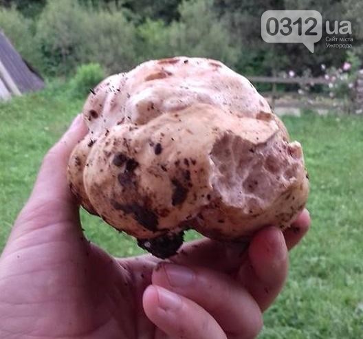 У суботу, 8 липня, закарпатець Михайло Буришин у лісі біля села Нижній Студений, на Міжгірщині, знайшов білого трюфеля, вагою близько 200 грамів.

