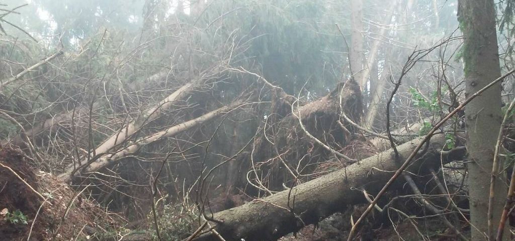 Державна лісова охорона ДП «Великобичківське ЛМГ» запрошує лісозаготівельні бригади, які мають відповідні дозволи, взяти участь у розробці вітровальних та вітроломних лісосік.
