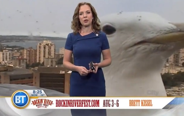 Птах потрапив у кадр під час випуску прогнозу погоди на телебаченні.
